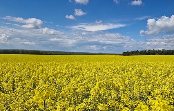 Díjtámogatott növénybiztosítás, repce
